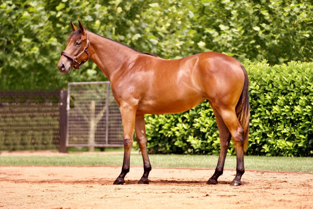 Lot 333