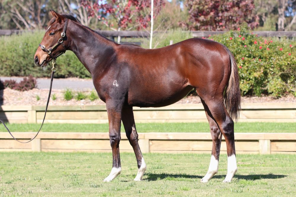 Lot 335 - Shalaa x Midnight Oil