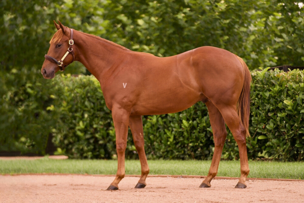 Lot 349_ Extreme Choice x Wanted lady colt