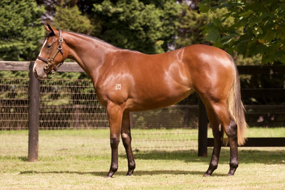 Lot 350 Dundeel x Piping Hot filly