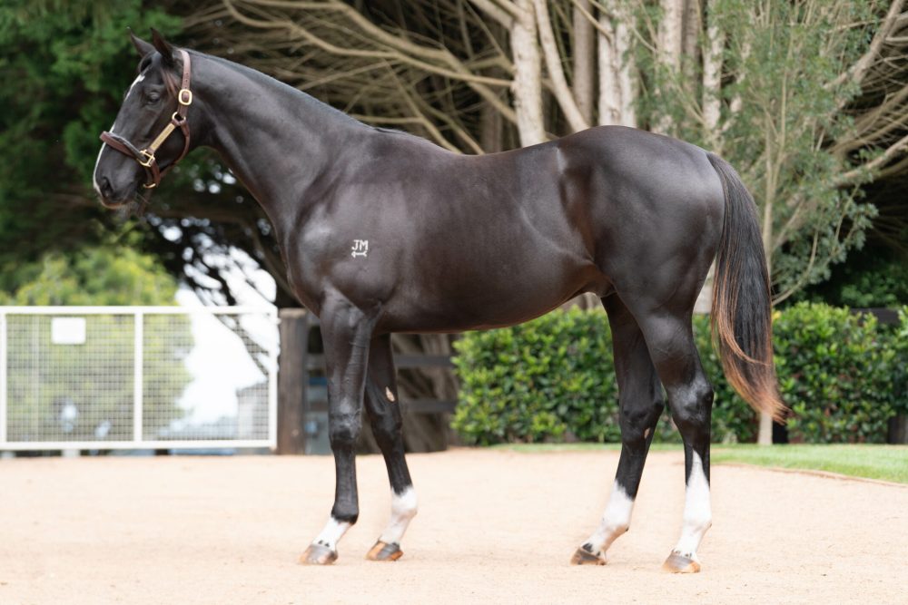 Lot 351