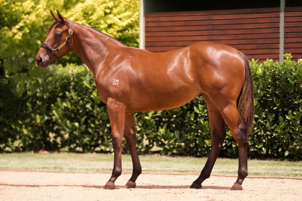 Lot 353_ Zoustar x Wedgie filly