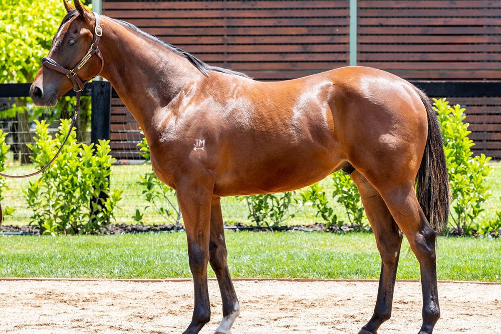 Lot 362 - Exceed And Excel x Shadow Watch - Colt_edit