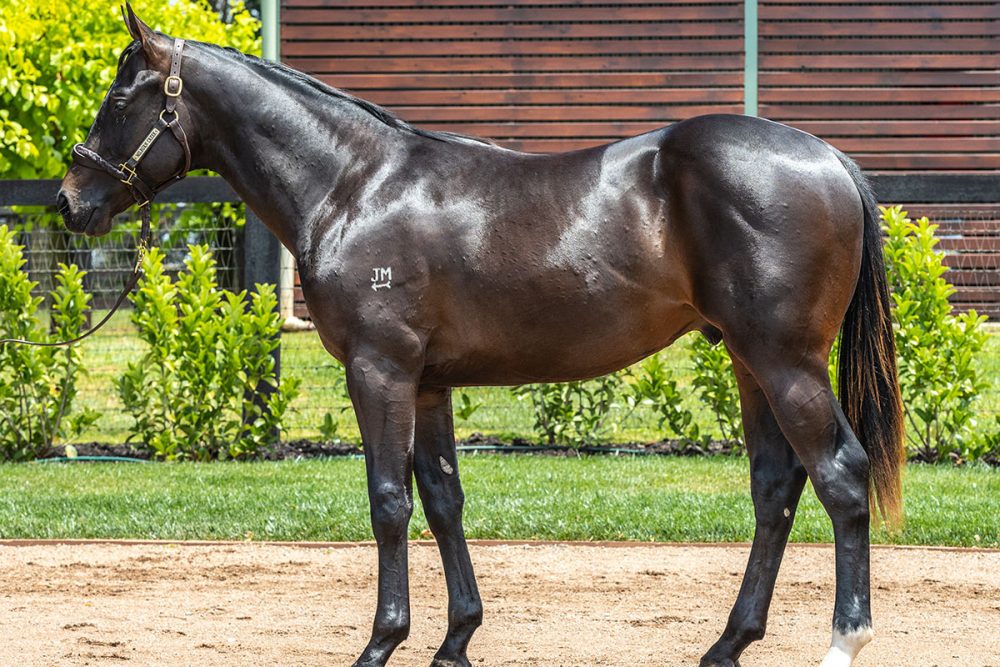 Lot 375 - Zoustar x Sheiswhatsheis - Colt_edit