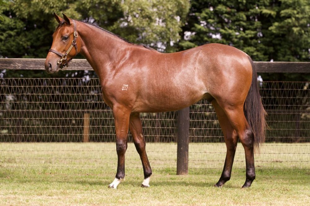 Lot 411 Dundeel x Secret Admirer colt
