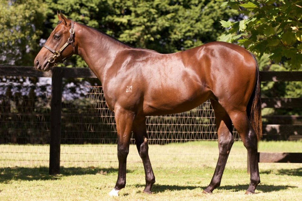 Lot 415 Zoustar x Sexy Eyes colt