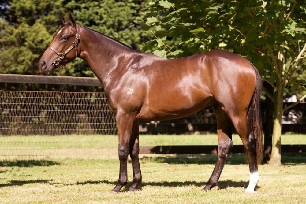 Lot 416 Fastnet Rock x Shadow Watch colt