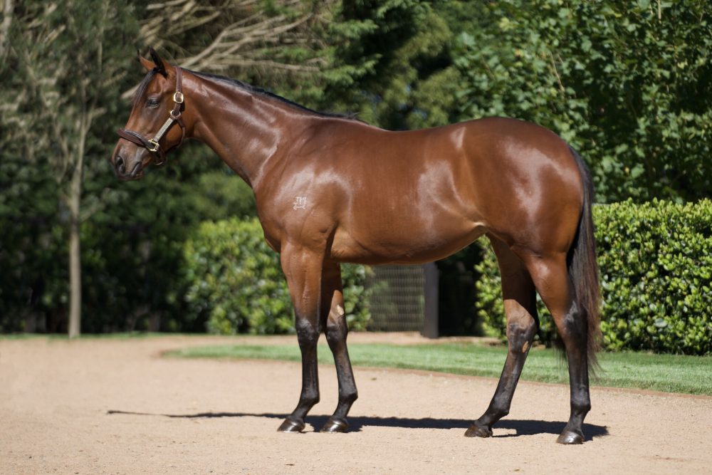 Lot 43