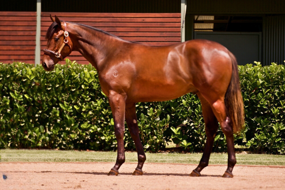 Lot 432_ Russian Revolution x Angelicus colt
