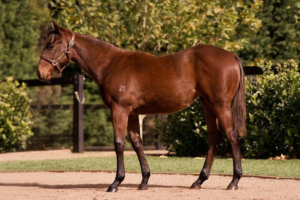 Lot 438