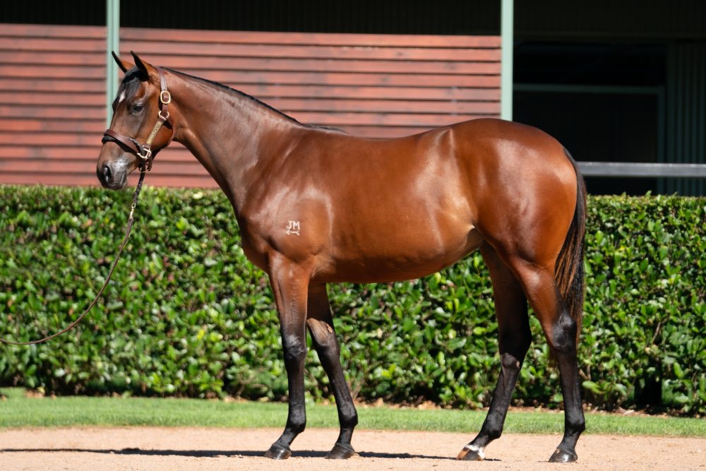 Lot 440 Milburn Premier