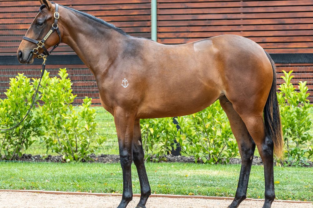 Lot 442 - The Autumn Sun x Summer Surf - Filly_edit