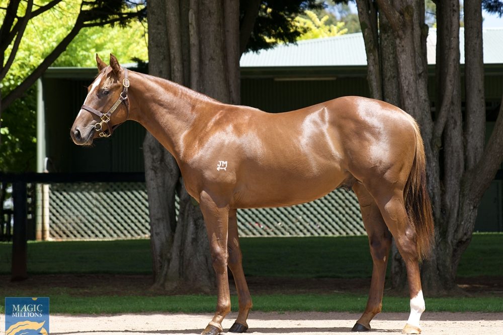 lot 443