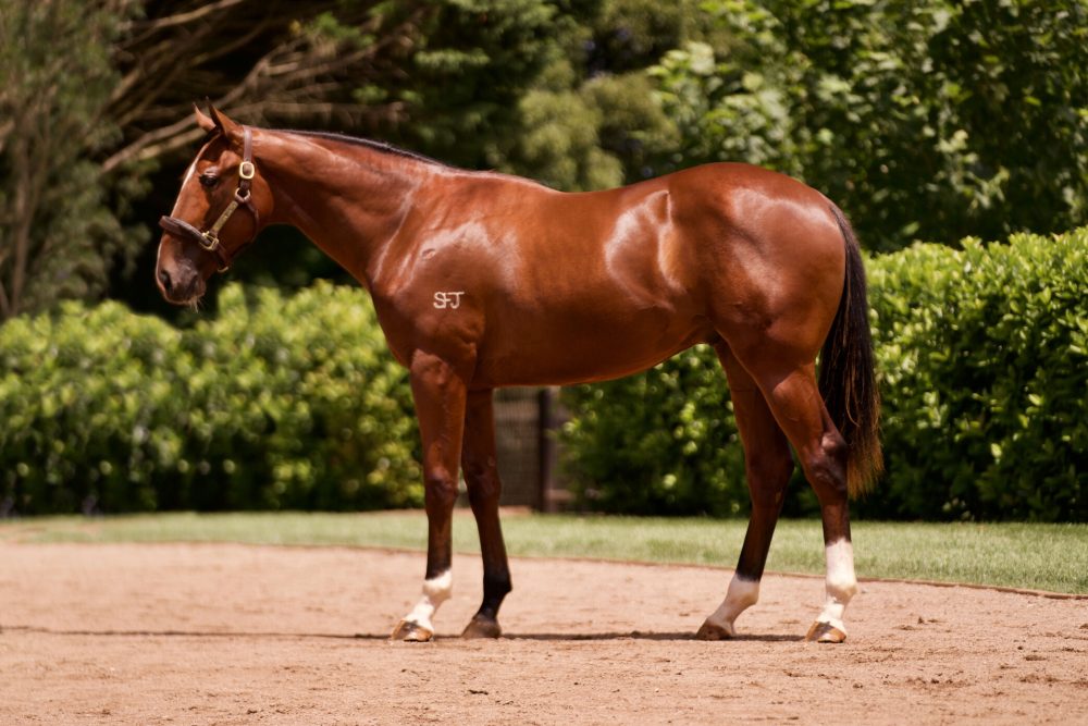 Lot 446