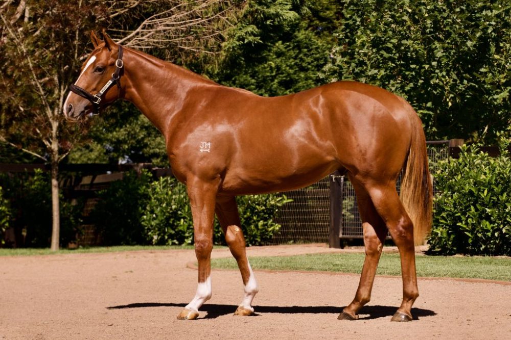 Lot 447