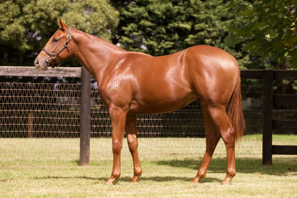 Lot 457 Zoustar x Sweet Sister colt