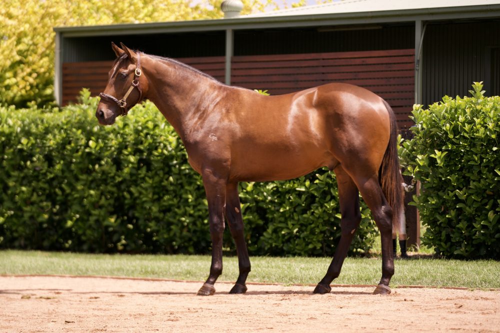 Lot 471