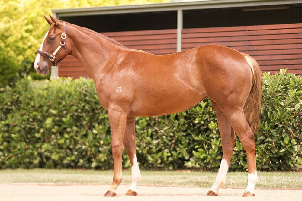 Lot 47_ Written Tycoon x Piping Hot filly