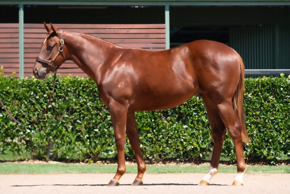 Lot 500