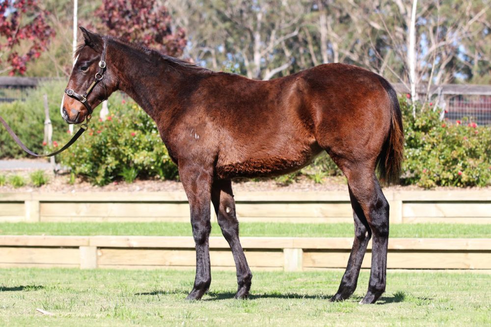 Lot 53 - Astern x Smitten
