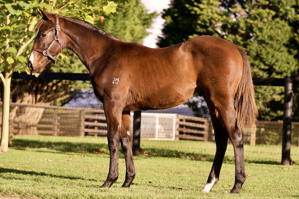 Lot 55 - Omaha Beach x Solar Kitty colt