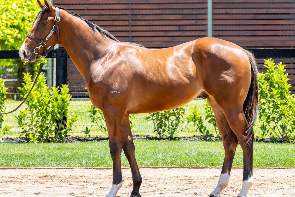 Lot 558 - Castelvecchio x Wynnstay Avenue - Colt_edit
