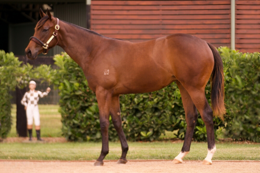 Lot 558_ Harry Angel x Cymbal filly