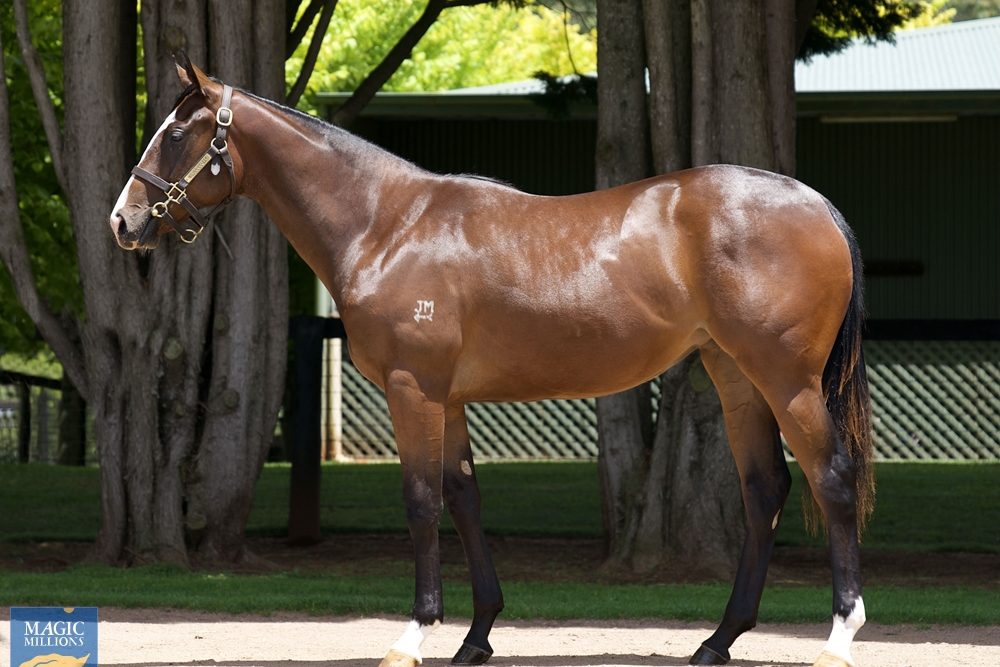 lot 563