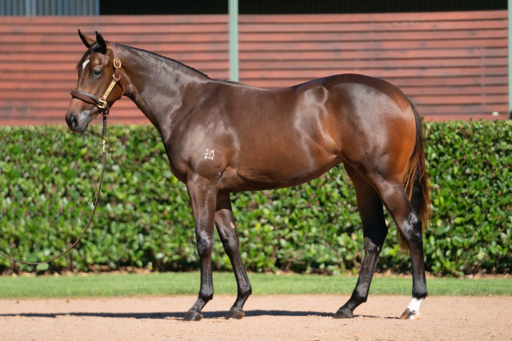 Lot 579 Milburn Premier