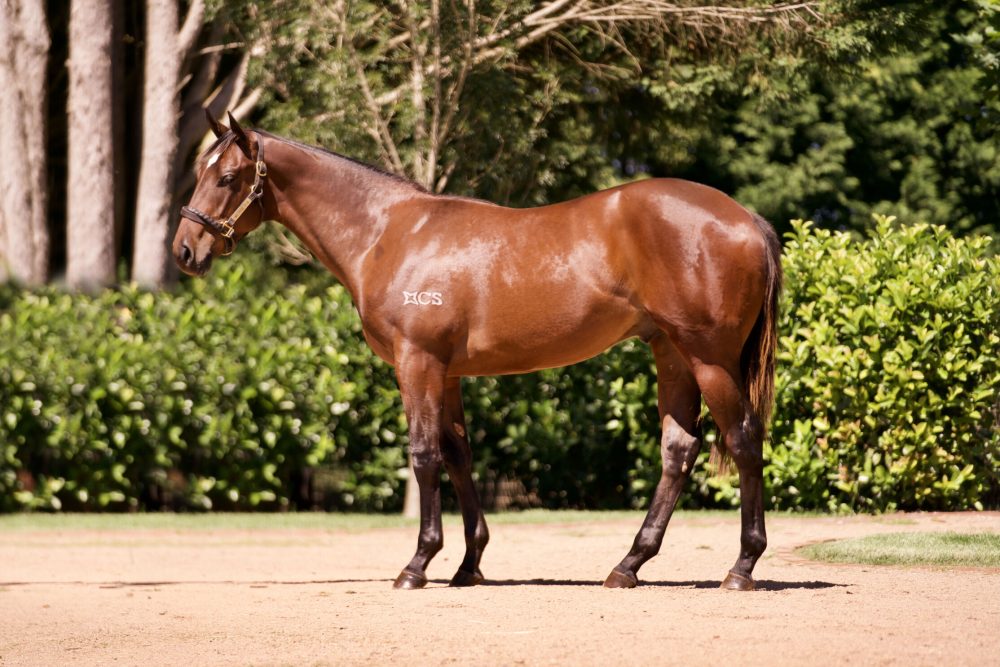 Lot 581