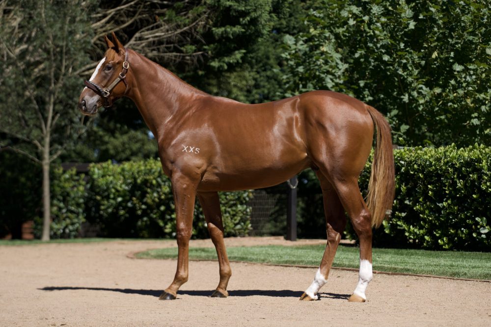 Lot 6