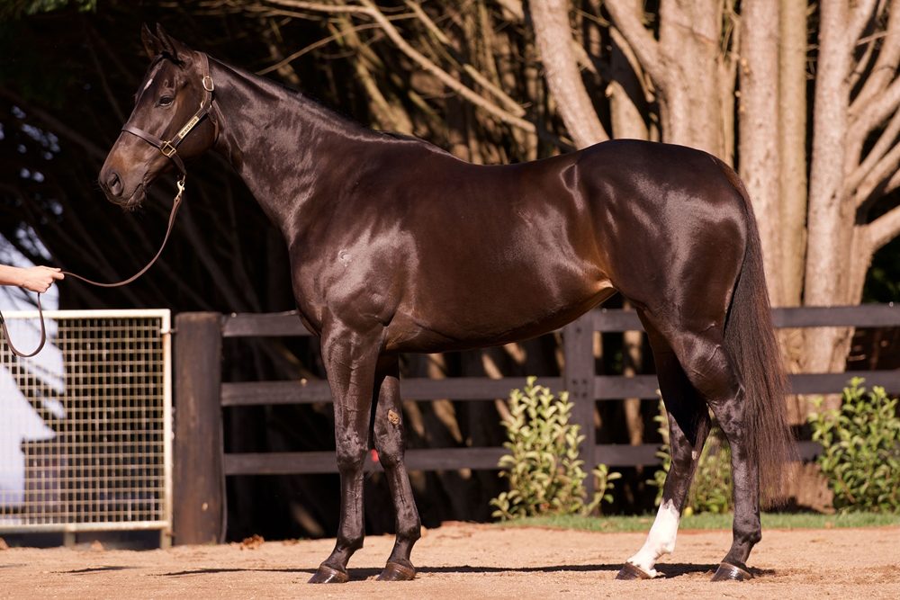 Lot 632 - Fall on a Star