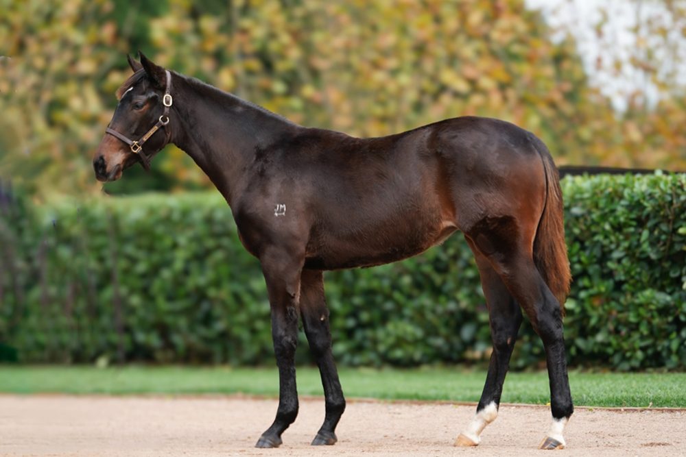 Lot 65
