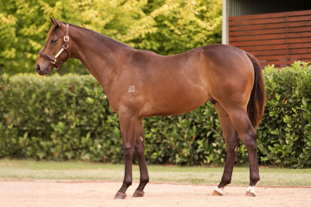 Lot 655_ Farnan x Fascination Street colt