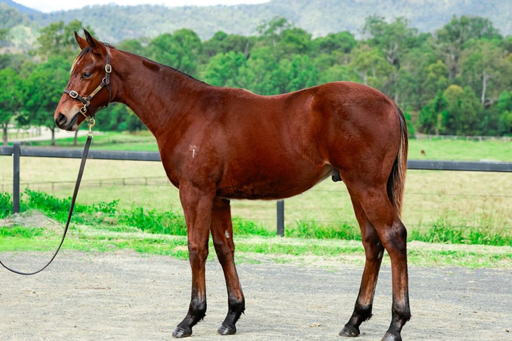 Lot 66