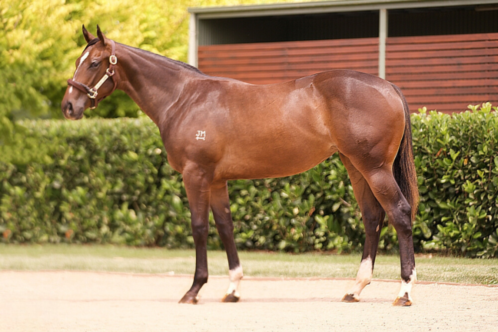 Lot 660_ Written Tycoon x Fasika filly