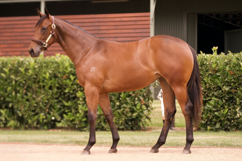 Lot 696_ I Am Invincible x Futooh filly