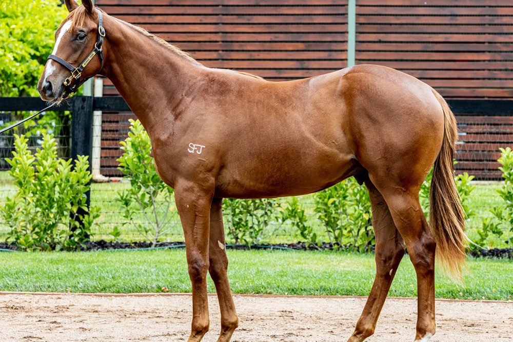 Lot 709 - Capitalist x Chain Of Fools - Colt_edit