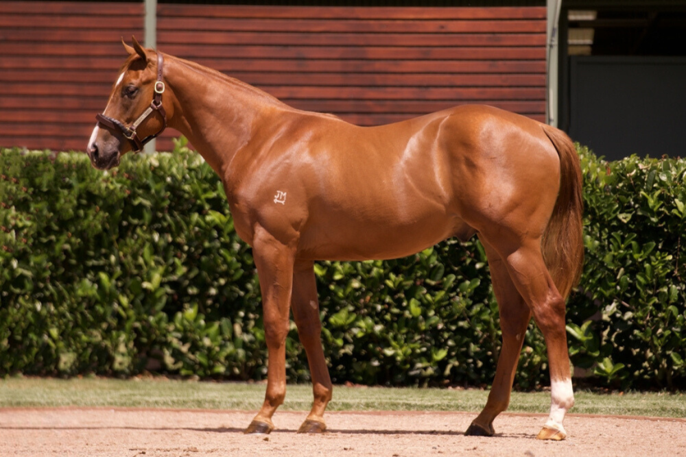 Lot 712_ Ole Kirk x Glamorize colt