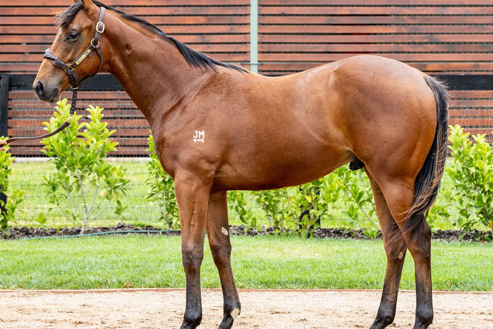 Lot 738 - Extreme Choice x Come On Over - Colt_edit