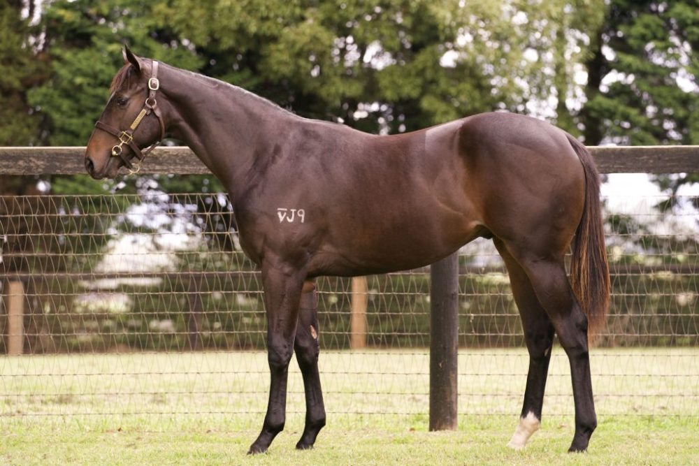 Lot 75 The Autumn Sun x Bishop's Pond colt