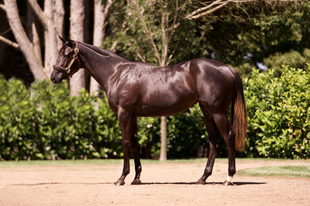 Lot 785