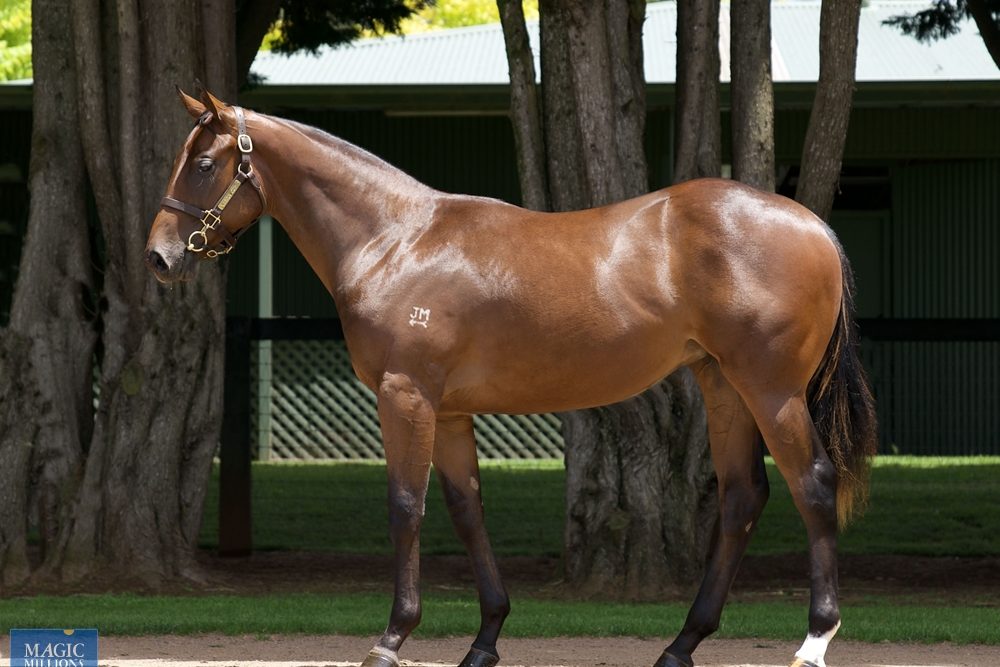 lot-8