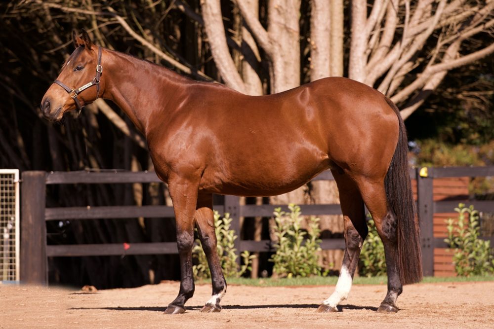 Lot 801 - Queenstown