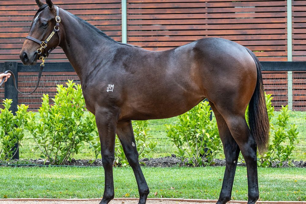 Lot 81 - Zoustar x Luqyaa - Filly_edit