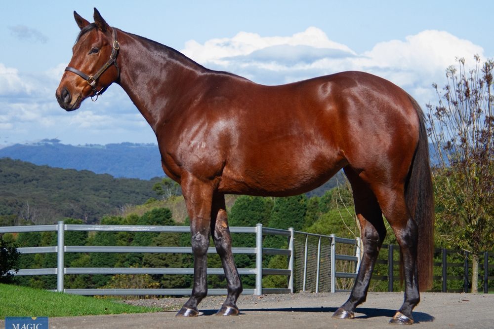 Lot 823 - Kiki Express (AUS)