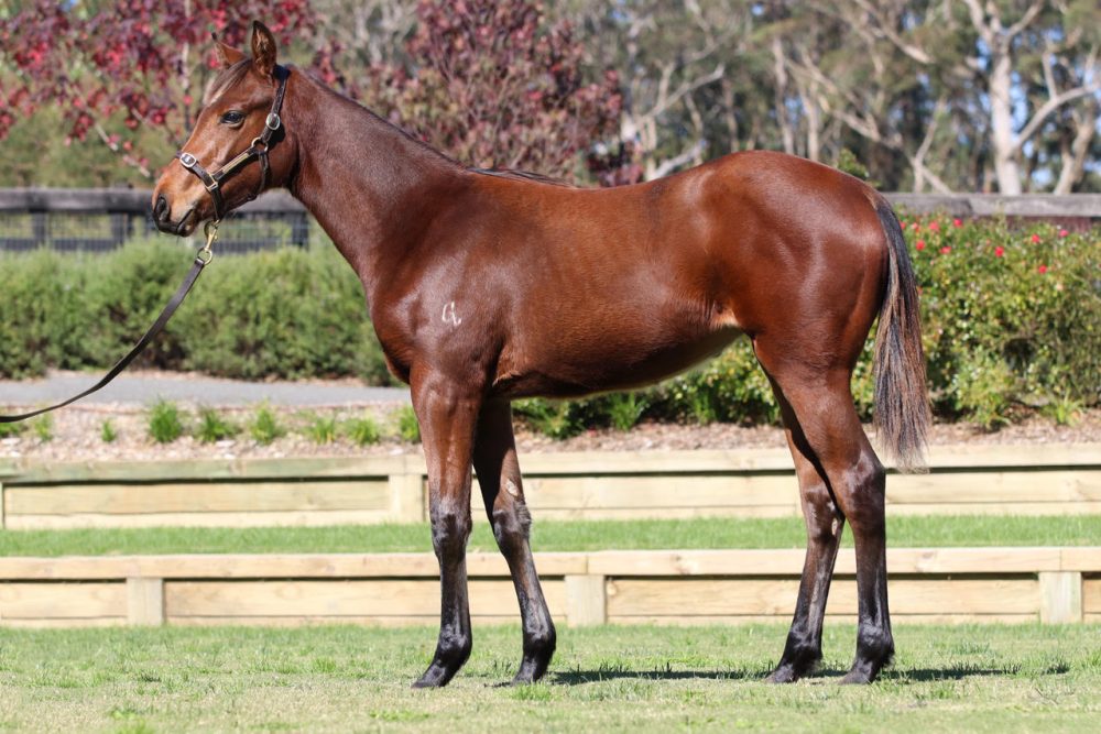 Lot 83 - Castelvecchio x Swing Note
