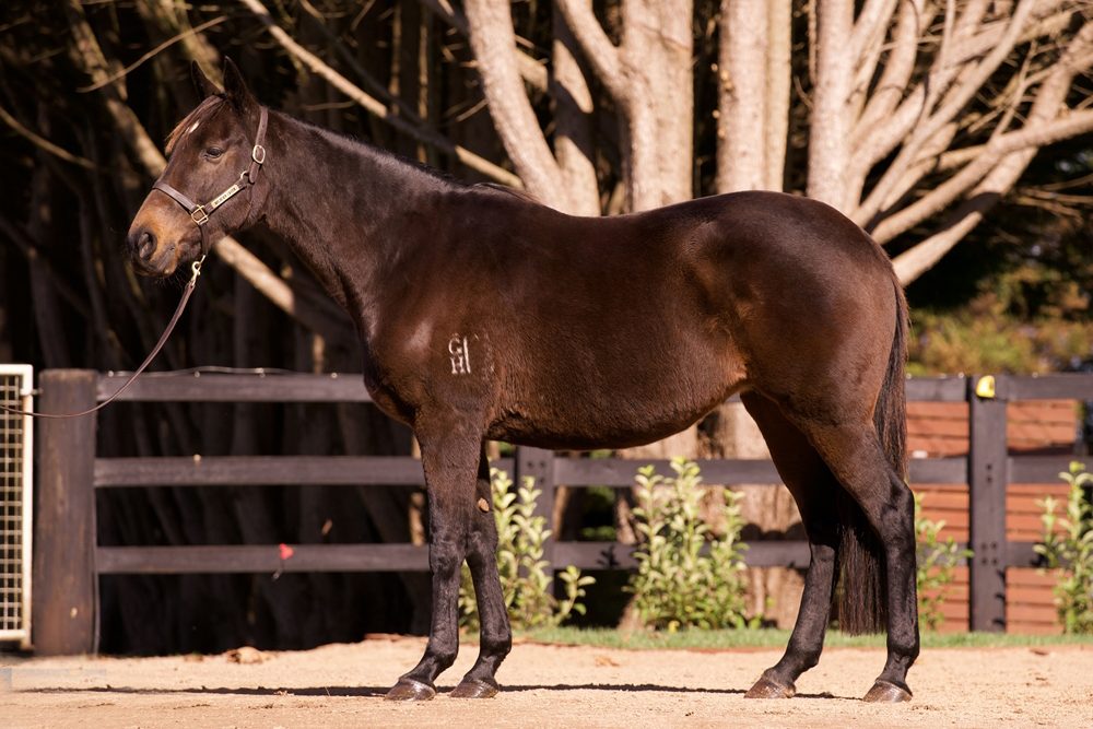 Lot 842 - Sebring Sally