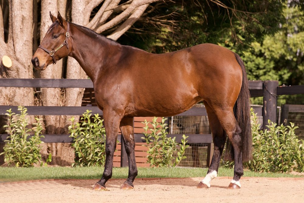 Lot 864 - Solar Kitty