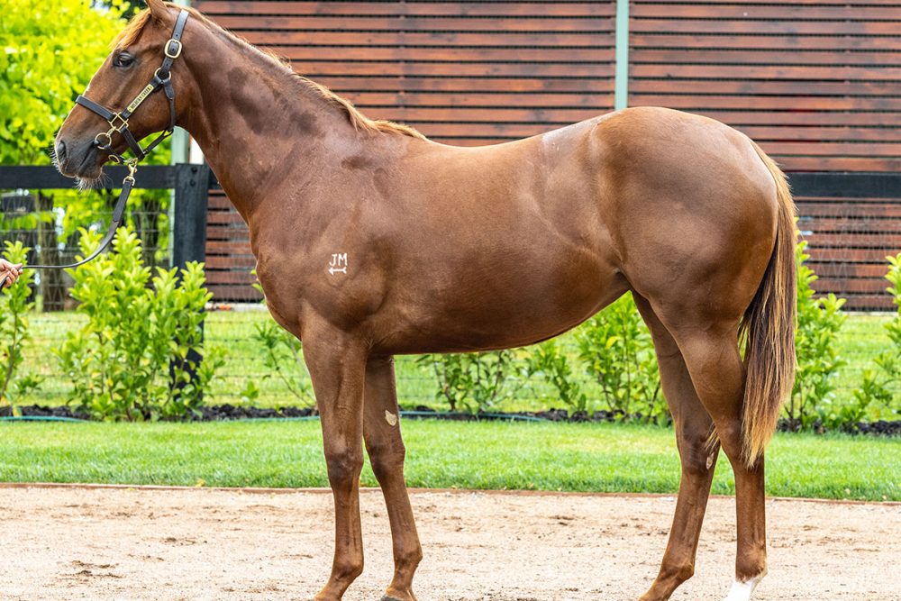 Lot 899 - Written Tycoon x Glamorize - Filly_edit